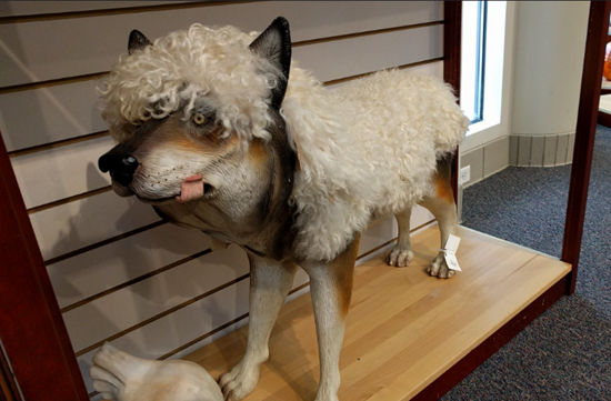 Taxidermy display of a wolf draped in a fluffy sheep's fleece, illustrating the idiom "wolf in sheep's clothing."